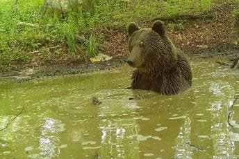 Piva: Medvjed našao način da se rashladi, sve snimljeno kamerama (FOTO)