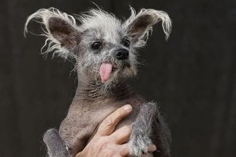 Ovaj pas je proglašen najružnijim na svijetu Ovaj pas je proglašen najružnijim na svijetu