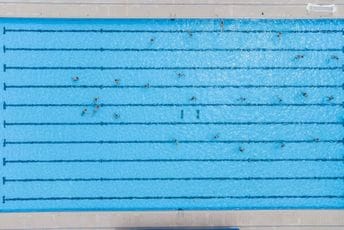 Podgorica: Otvoreni olimpijski bazen bilježi veliku posjećenost Podgorica: Otvoreni olimpijski bazen bilježi veliku posjećenost