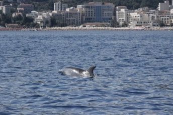 Omiljeni morski ljubimci: Delfini u Bečićima Omiljeni morski ljubimci: Delfini u Bečićima