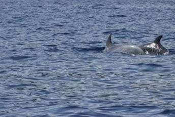 (VIDEO) Atraktivna igra delfina u Barskom zalivu (VIDEO) Atraktivna igra delfina u Barskom zalivu