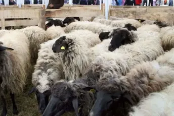 Crna Gora uvozi vunu, dok ogromne količine spaljuje Crna Gora uvozi vunu, dok ogromne količine spaljuje
