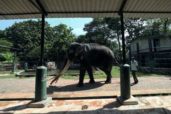 Nakon diplomatskog spora: Slon sa Šri Lanke vraćen na Tajland Nakon diplomatskog spora: Slon sa Šri Lanke vraćen na Tajland