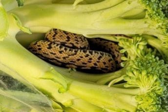 Ovi mirisi mogu da privuku zmije u vaše dvorište Ovi mirisi mogu da privuku zmije u vaše dvorište