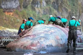 Ćilibar vrijedan pola miliona eura pronađen u utrobi kita Ćilibar vrijedan pola miliona eura pronađen u utrobi kita