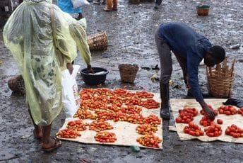 Vanredno stanje u Nigeriji zbog nestašice hrane, država pomaže domaćinstvima sa 10 dolara mjesečno Vanredno stanje u Nigeriji zbog nestašice hrane, država pomaže domaćinstvima sa 10 dolara mjesečno