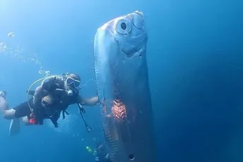 Tajvan: Ronioci snimili divovsku "ribu sudnjeg dana", duga gotovo dva metra Tajvan: Ronioci snimili divovsku "ribu sudnjeg dana", duga gotovo dva metra