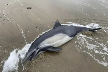 Više od 40 crnih delfina uginulo nakon što su se nasukali na ostrvu Luis Više od 40 crnih delfina uginulo nakon što su se nasukali na ostrvu Luis