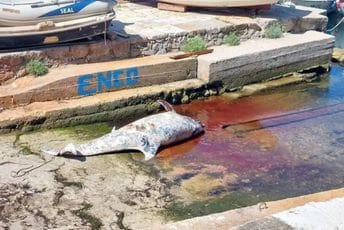 Tužan prizor u Boki: Iz vode izvukli mrtvog delfina Tužan prizor u Boki: Iz vode izvukli mrtvog delfina