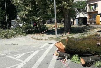 U Danilovgradu posjekli stare platane: Vlast kaže kako će posaditi 'prilagođenije vrste' U Danilovgradu posjekli stare platane: Vlast kaže kako će posaditi 'prilagođenije vrste'