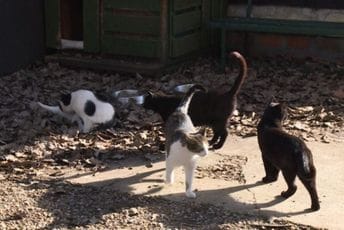 SZO: Mačke u Poljskoj zaražene ptičijim gripom, postoji rizik prenosa i na ljude SZO: Mačke u Poljskoj zaražene ptičijim gripom, postoji rizik prenosa i na ljude