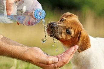 Ovo su najbolji načini da produžite život svom psu Ovo su najbolji načini da produžite život svom psu