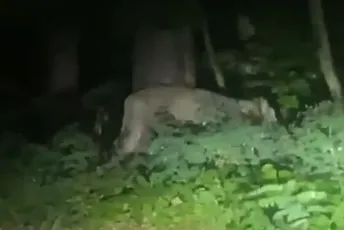 Panika u Berlinu: Primijećena ženka lava na gradskim ulicama, u potrazi učestvuju i helikopteri Panika u Berlinu: Primijećena ženka lava na gradskim ulicama, u potrazi učestvuju i helikopteri