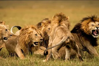 Žena skupljala drva u šumi, pa je ubio lav Žena skupljala drva u šumi, pa je ubio lav