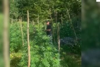 "Čišćenje Alpa" uz našu granicu: Albanska policija uništila hiljade stabljika marihuane "Čišćenje Alpa" uz našu granicu: Albanska policija uništila hiljade stabljika marihuane
