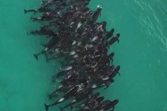 Više od 50 delfina uginulo nakon što su se nasukali na obalu u Australiji Više od 50 delfina uginulo nakon što su se nasukali na obalu u Australiji