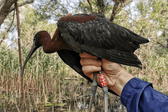 Pratiće let ibisa od Skadarskog jezera do zimovališta Pratiće let ibisa od Skadarskog jezera do zimovališta