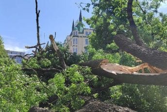 Polomljeno 500.000 stabala tokom nevremena u Bačkoj Palanci Polomljeno 500.000 stabala tokom nevremena u Bačkoj Palanci