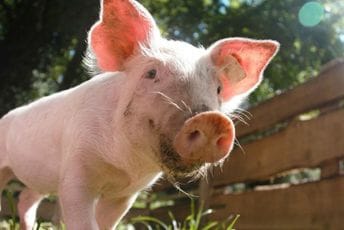 U Britaniji potvrđen slučaj svinjske gripe kod čovjeka