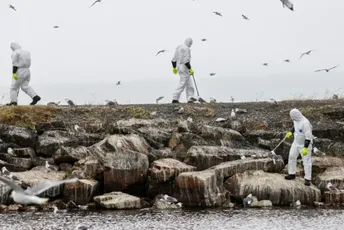 Norveška i Finska zabilježile rekordno brzo širenje ptičjeg gripa Norveška i Finska zabilježile rekordno brzo širenje ptičjeg gripa