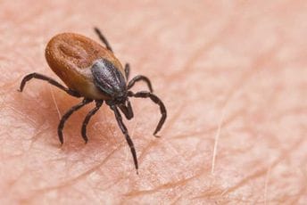 Prenose smrtonosnu bolest: Djevojka u Štipu umrla nakon ujeda krpelja Prenose smrtonosnu bolest: Djevojka u Štipu umrla nakon ujeda krpelja