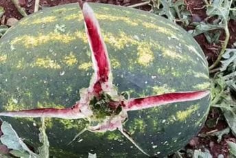 Zbog klimatskih promjena u Crnoj Gori stanje sve gore: Poljoprivrednici prošli kroz velike muke da bi očuvali proizvode Zbog klimatskih promjena u Crnoj Gori stanje sve gore: Poljoprivrednici prošli kroz velike muke da bi očuvali proizvode