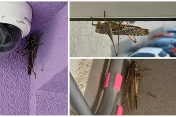 "Ogromni su, ne možeš ući u portun koliko ih je": Najezda skakavaca u Splitu "Ogromni su, ne možeš ući u portun koliko ih je": Najezda skakavaca u Splitu