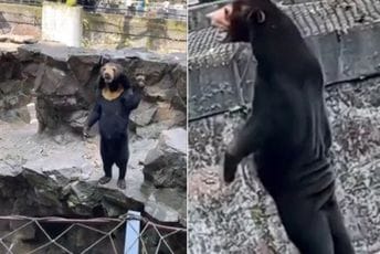 (VIDEO) Ljudi misle da je ovo čovjek obučen u medvjeda, u zoološkom tvrde da nije (VIDEO) Ljudi misle da je ovo čovjek obučen u medvjeda, u zoološkom tvrde da nije