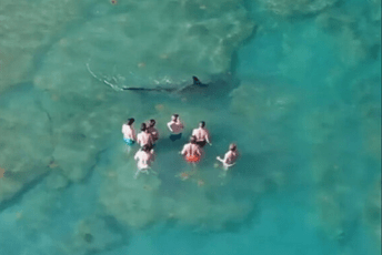 (VIDEO) Četiri metra dug morski pas doplivao do ljudi u plićaku (VIDEO) Četiri metra dug morski pas doplivao do ljudi u plićaku