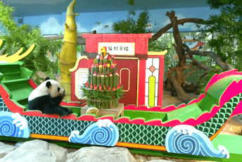 Jedine trojke džinovske pande na svijetu slave 9. rođendan Jedine trojke džinovske pande na svijetu slave 9. rođendan