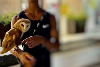 CZIP apeluje: Ne pomažite krijumčarenje i nelegalno držanje životinja, prijavite slučaj nadležnima CZIP apeluje: Ne pomažite krijumčarenje i nelegalno držanje životinja, prijavite slučaj nadležnima