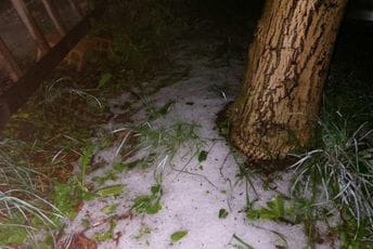 Pljevlja: Grad desetkovao šljivike u Kosovima i Puzićima Pljevlja: Grad desetkovao šljivike u Kosovima i Puzićima