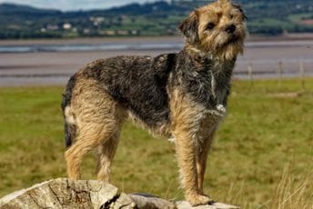 Epsko putovanje starog terijera: Laki prešla 160 kilometara za jedan dan Epsko putovanje starog terijera: Laki prešla 160 kilometara za jedan dan