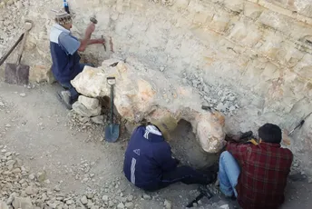 Pronađeni fosilni ostaci životinje za koju se pretpostavlja da bi mogla biti najteža ikada Pronađeni fosilni ostaci životinje za koju se pretpostavlja da bi mogla biti najteža ikada