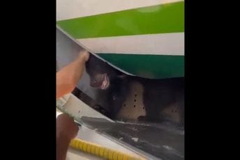 Medvjed pobjegao iz teretnog odjeljka u avionu: Zalutao među putnike Ilustracija