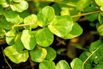 Proglašena najzdravija biljka na svijetu Proglašena najzdravija biljka na svijetu