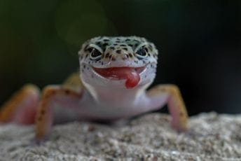 Identifikovana nova vrsta drevnih vodozemaca koji liče na guštera Identifikovana nova vrsta drevnih vodozemaca koji liče na guštera