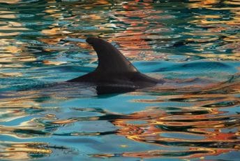 Hrvatska: Pronađen uginuli delfin s dvije rane na tijelu Hrvatska: Pronađen uginuli delfin s dvije rane na tijelu