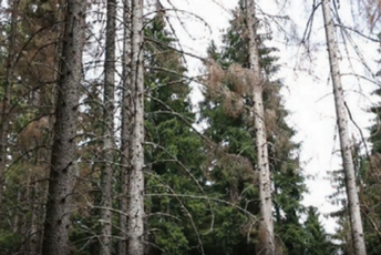 Jedini spas od potkornjaka je sanitarna sječa Jedini spas od potkornjaka je sanitarna sječa