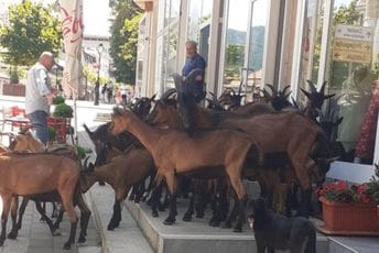 Najezda koza u centru Pljevalja, razgledale izloge i lokale Najezda koza u centru Pljevalja, razgledale izloge i lokale