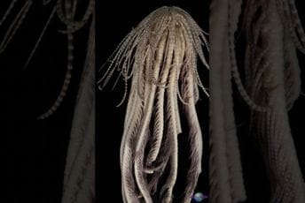 Otkrivena nova vrsta: Ima 20 ‘prstiju’ i često mijenja boju Otkrivena nova vrsta: Ima 20 ‘prstiju’ i često mijenja boju