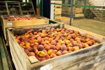 Zbog pesticida u breskvama vraćen tovar sa granice Hrvatske u Srbiju Zbog pesticida u breskvama vraćen tovar sa granice Hrvatske u Srbiju