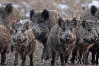 Kalabrija: Čopori divljih svinja siju strah po gradovima, upadaju i u kuće, vlast predlaže i odstrijel kao krajnju mjeru Kalabrija: Čopori divljih svinja siju strah po gradovima, upadaju i u kuće, vlast predlaže i odstrijel kao krajnju mjeru