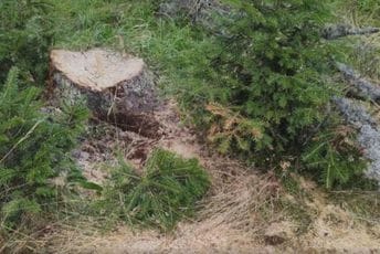 Na Durmitoru posjekli stabla stara i do pola vijeka Na Durmitoru posjekli stabla stara i do pola vijeka