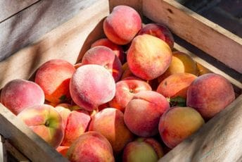 Sporna pošiljka breskvi biće uništena, prekršajna prijava protiv odgovornih Sporna pošiljka breskvi biće uništena, prekršajna prijava protiv odgovornih