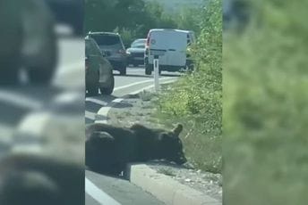 VIDEO: Povrijeđeni medvjed ostavljen pored puta