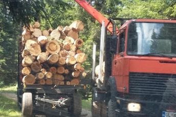 Zbog šumske krađe krivično će odgovarati tri osobe u Pljevljima Ilustracija