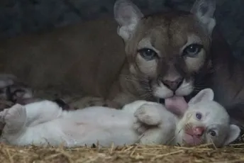 Albino mladunče pume rođeno u Nikaragvi Albino mladunče pume rođeno u Nikaragvi