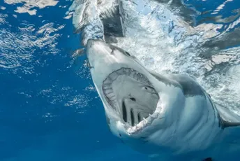 Jedva preživio: Velika bijela ajkula napala surfera u Australiji Jedva preživio: Velika bijela ajkula napala surfera u Australiji