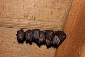 Manifestacija na Trgu nezavisnosti: Nacionalni parkovi Crne Gore obilježavaju Međunarodnu noć slijepih miševa Manifestacija na Trgu nezavisnosti: Nacionalni parkovi Crne Gore obilježavaju Međunarodnu noć slijepih miševa